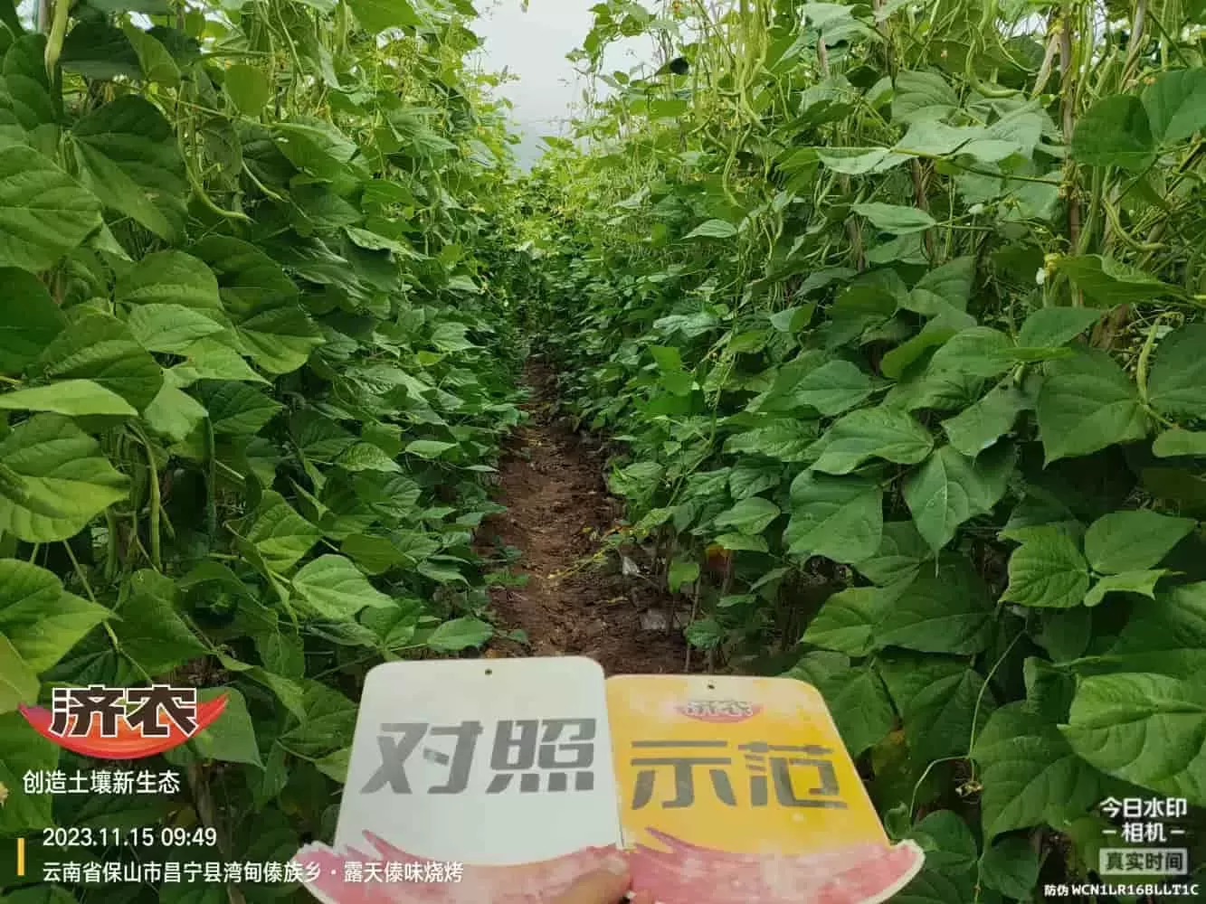 云南无筋豆使用济农乐土的效果(图1)