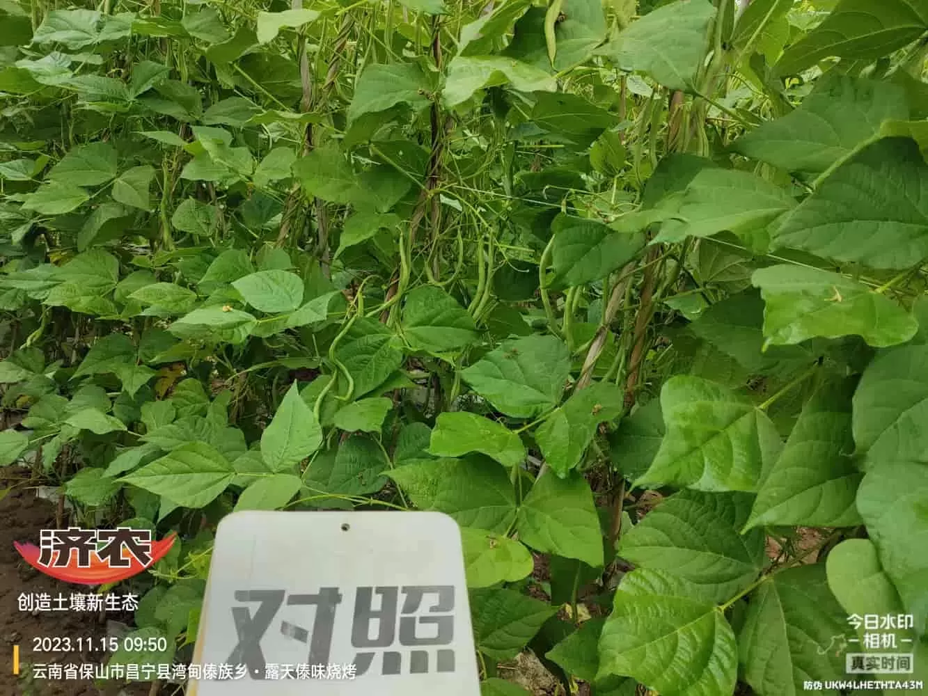 云南无筋豆使用济农乐土的效果(图5)