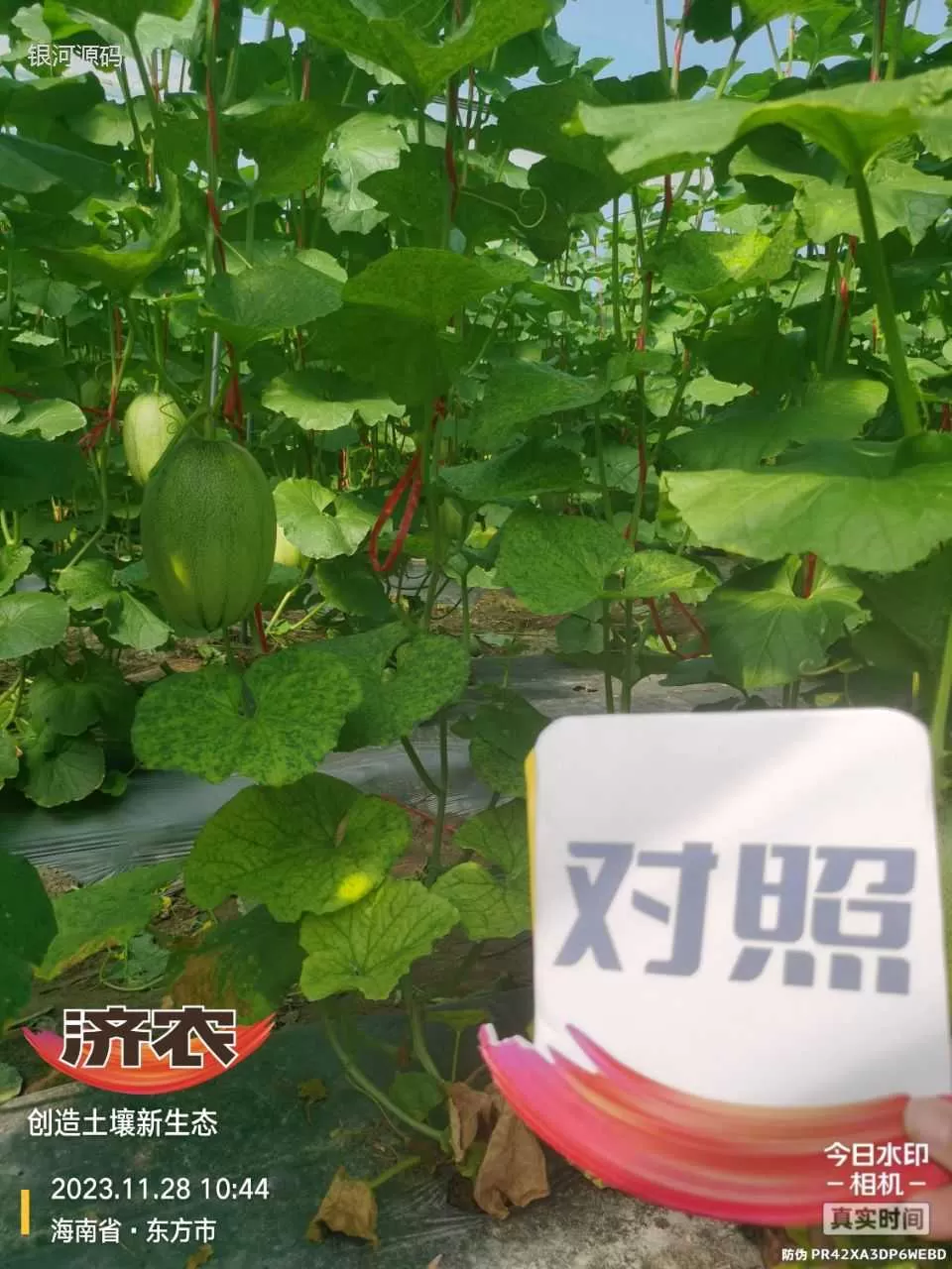 海南哈密瓜使用济农产品的效果(图4)