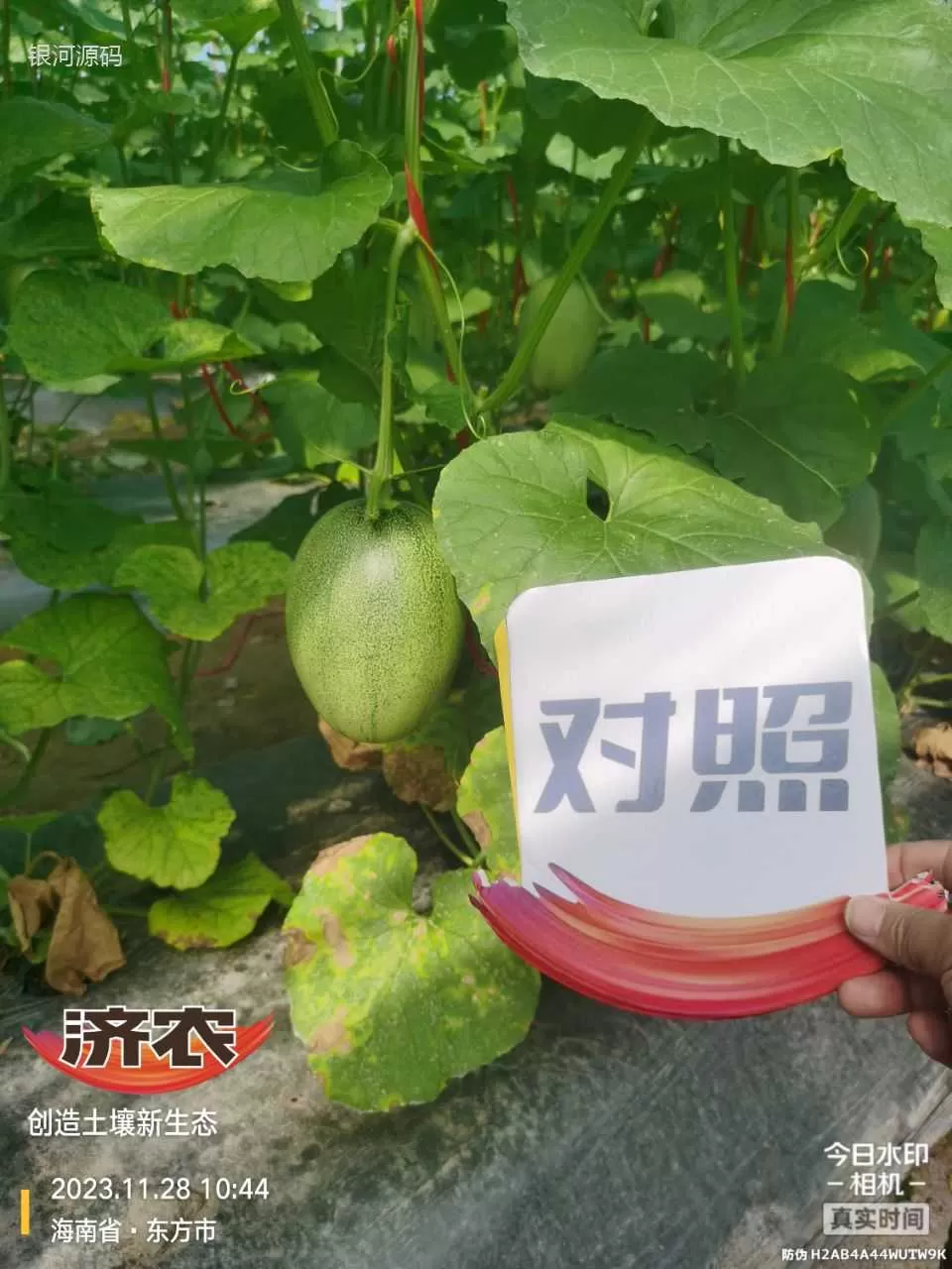 海南哈密瓜使用济农产品的效果(图6)