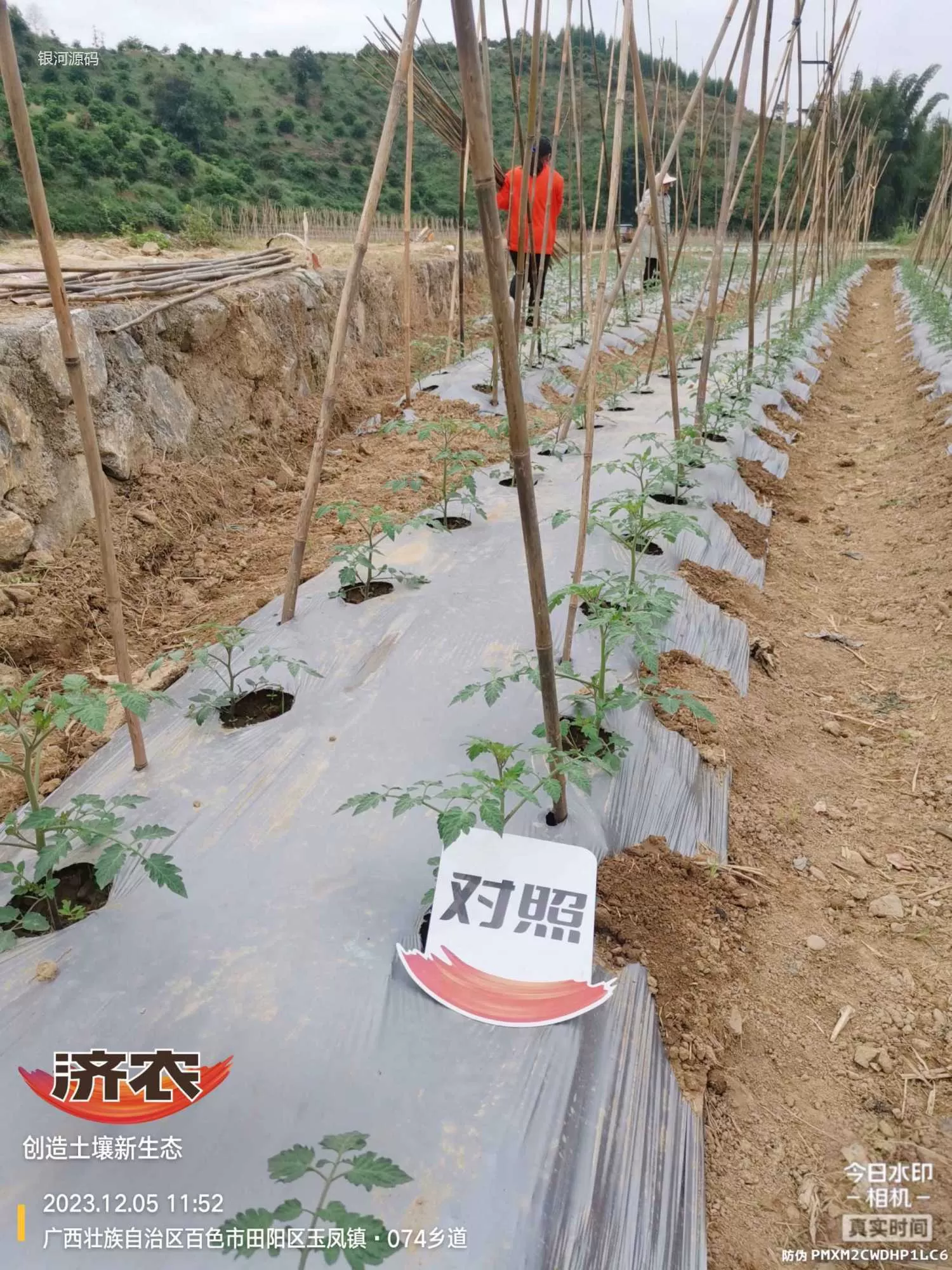 The effect of using agricultural products in Guangxi Shengnvguo(图3)