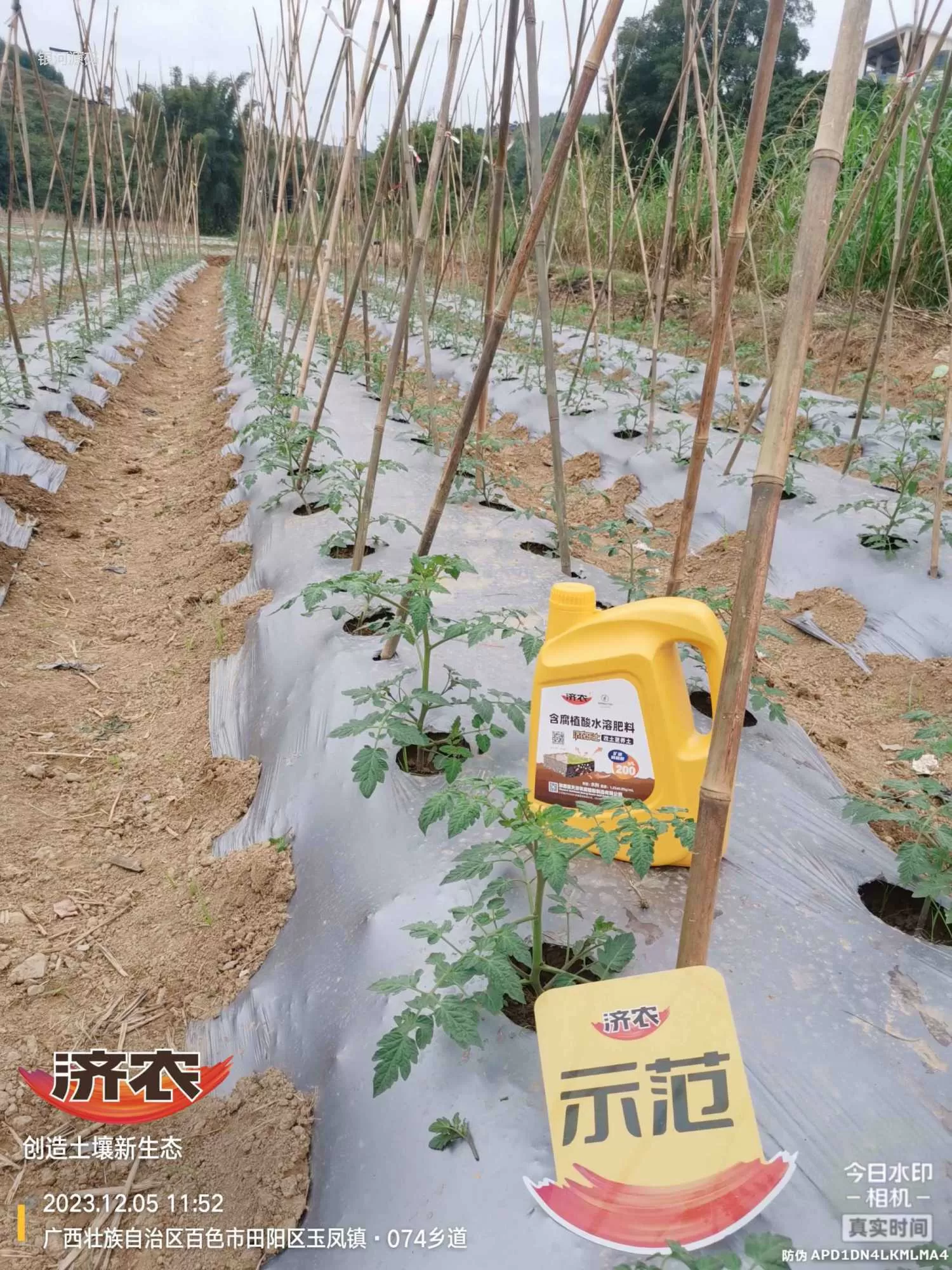 The effect of using agricultural products in Guangxi Shengnvguo(图2)