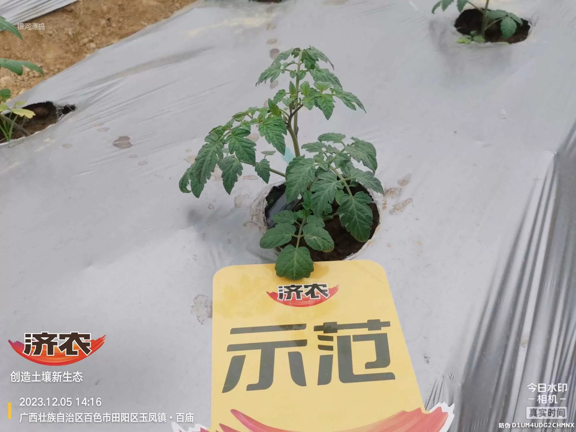 The effect of using agricultural products in Guangxi Shengnvguo(图2)
