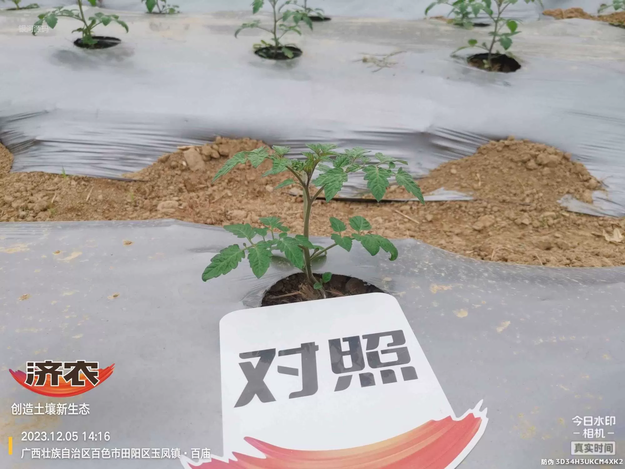 The effect of using agricultural products in Guangxi Shengnvguo(图3)