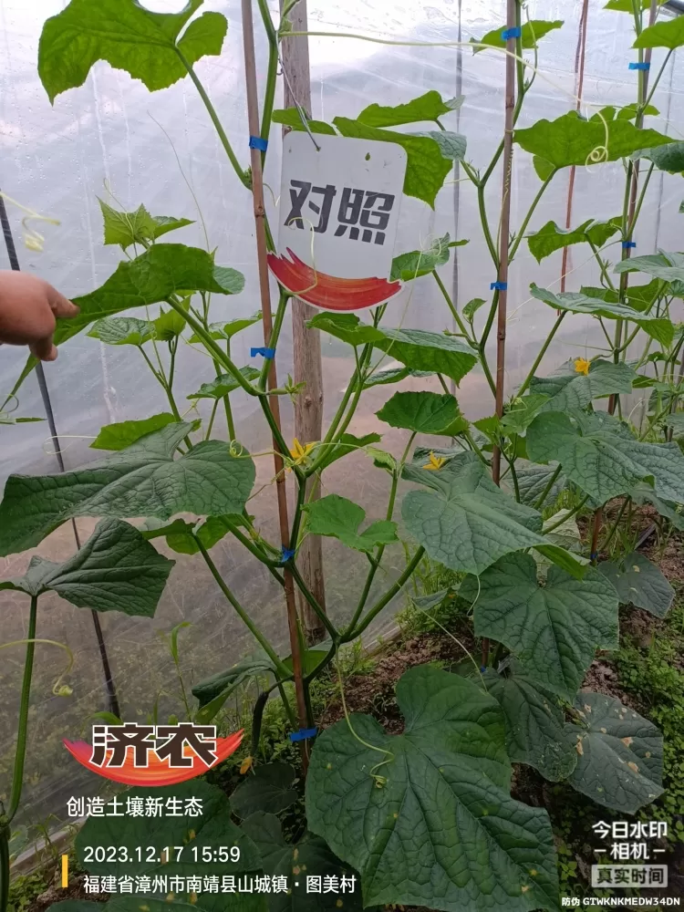 The effect of using agricultural products on Fujian cucumbers(图3)