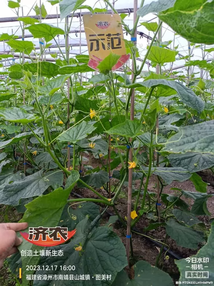 The effect of using agricultural products on Fujian cucumbers(图2)