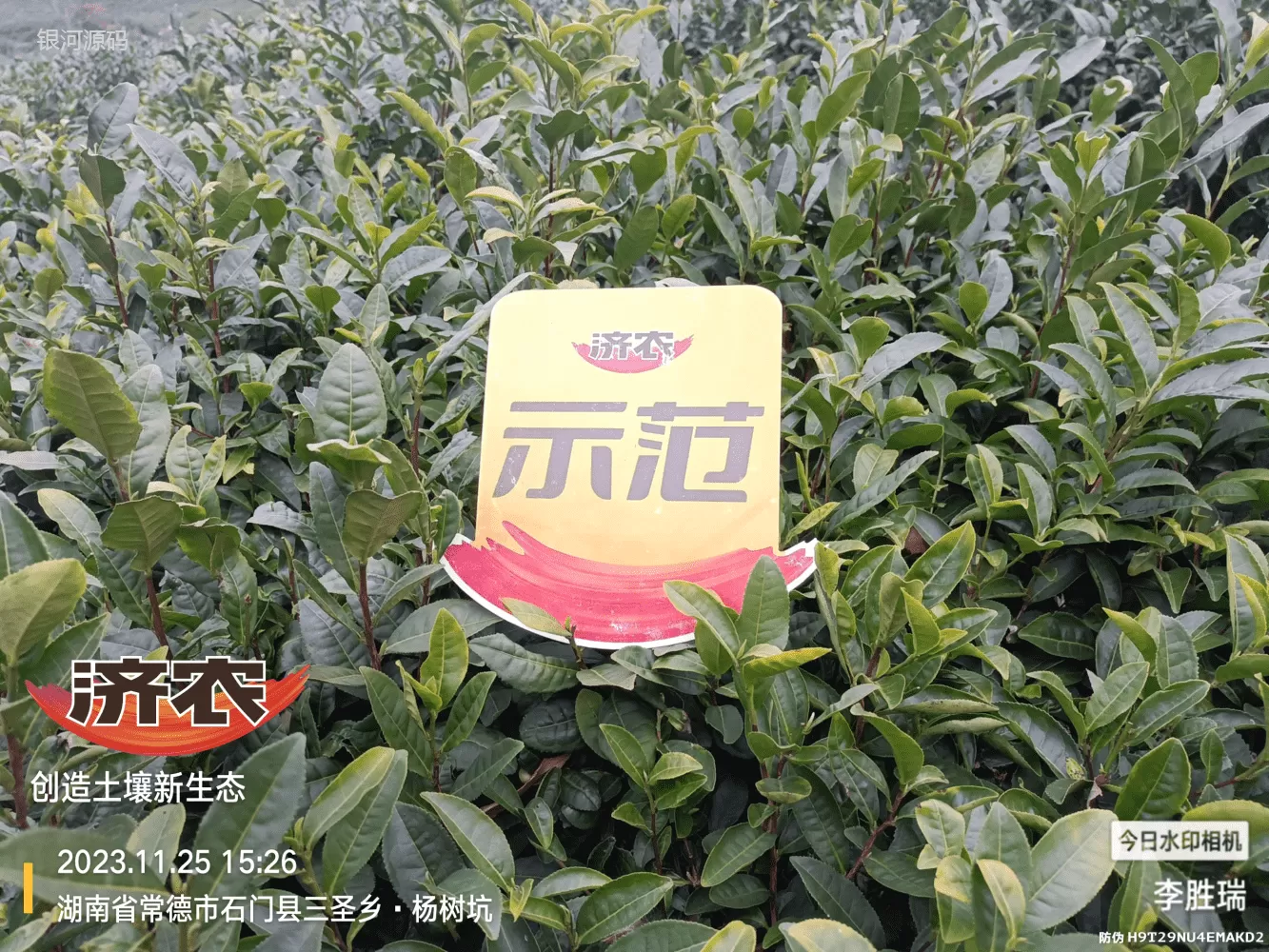 The Effect of Hunan Tea Using Jinnong Letu(图2)