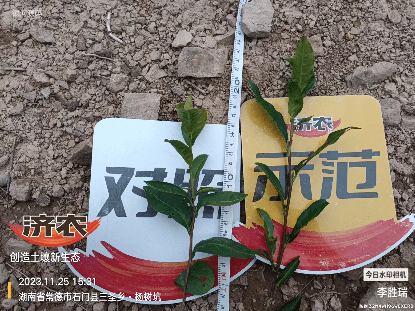 The Effect of Hunan Tea Using Jinnong Letu(图5)