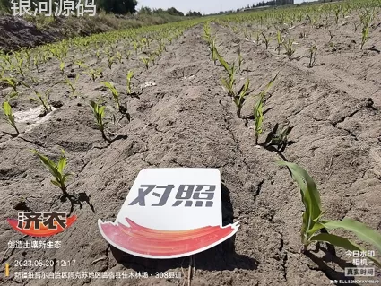 新疆玉米使用济农产品的效果(图5)