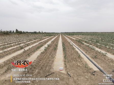 新疆棉花使用济农产品的效果(图4)