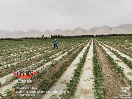 新疆棉花使用济农产品的效果(图3)