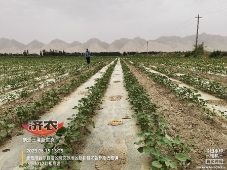 新疆棉花使用济农产品的效果(图5)