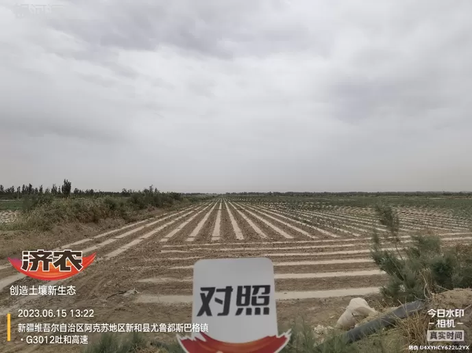 新疆棉花使用济农产品的效果(图2)