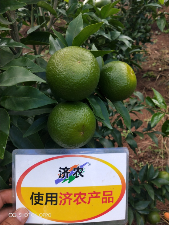 云南柑橘使用济农产品的效果(图1)