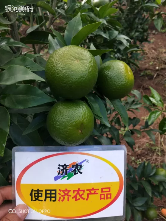 云南柑橘使用济农产品的效果(图1)