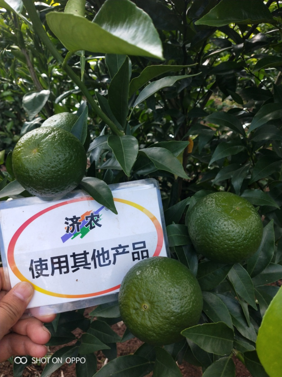 云南柑橘使用济农产品的效果(图2)