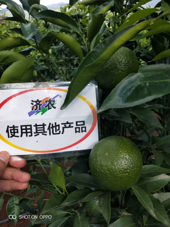 云南柑橘使用济农产品的效果(图4)