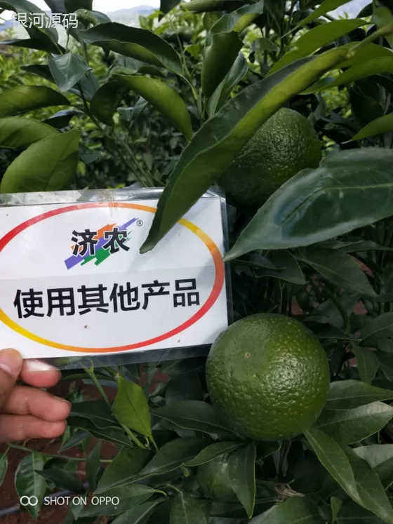 云南柑橘使用济农产品的效果(图4)