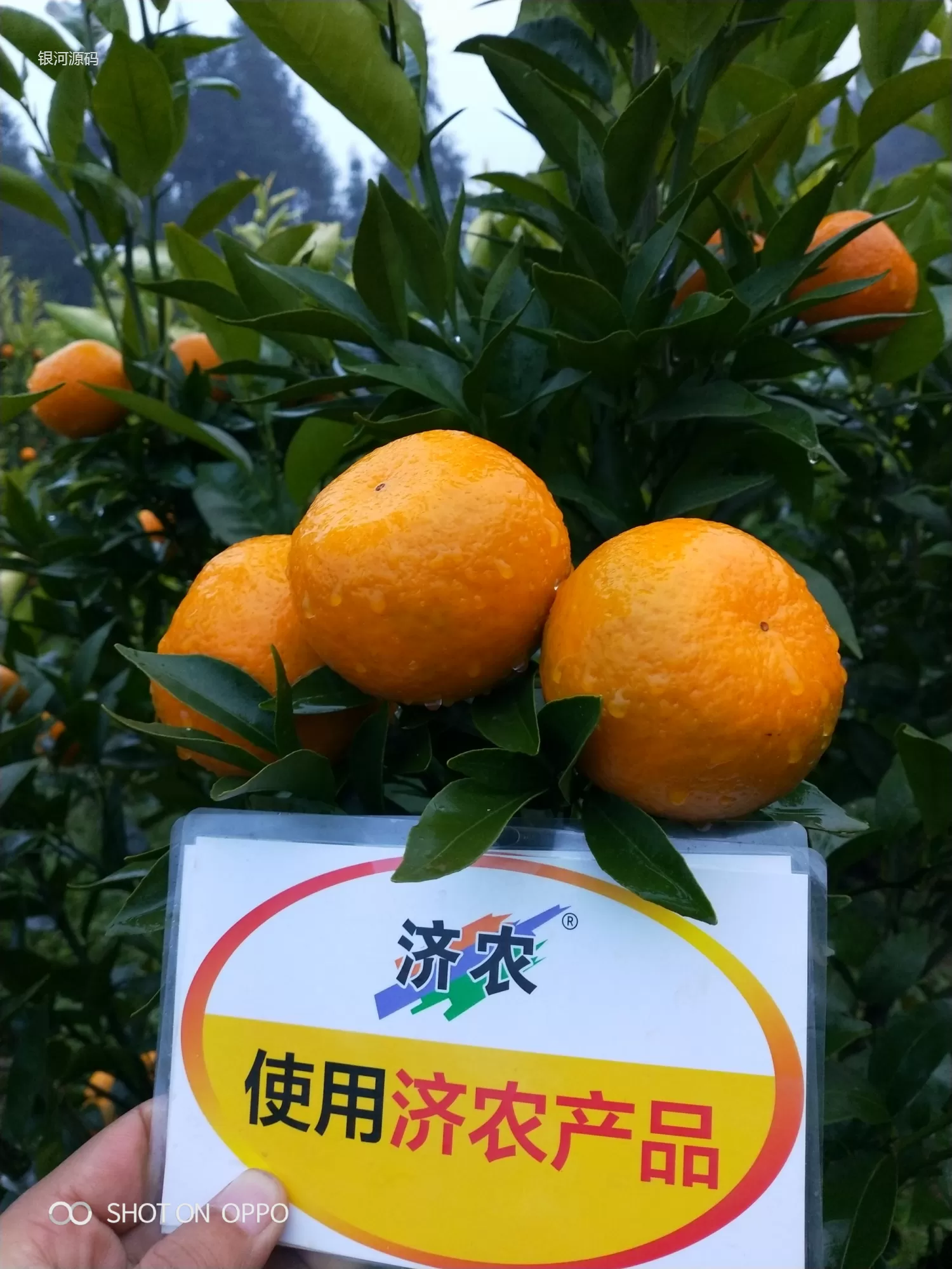 云南柑橘使用济农产品的效果(图5)