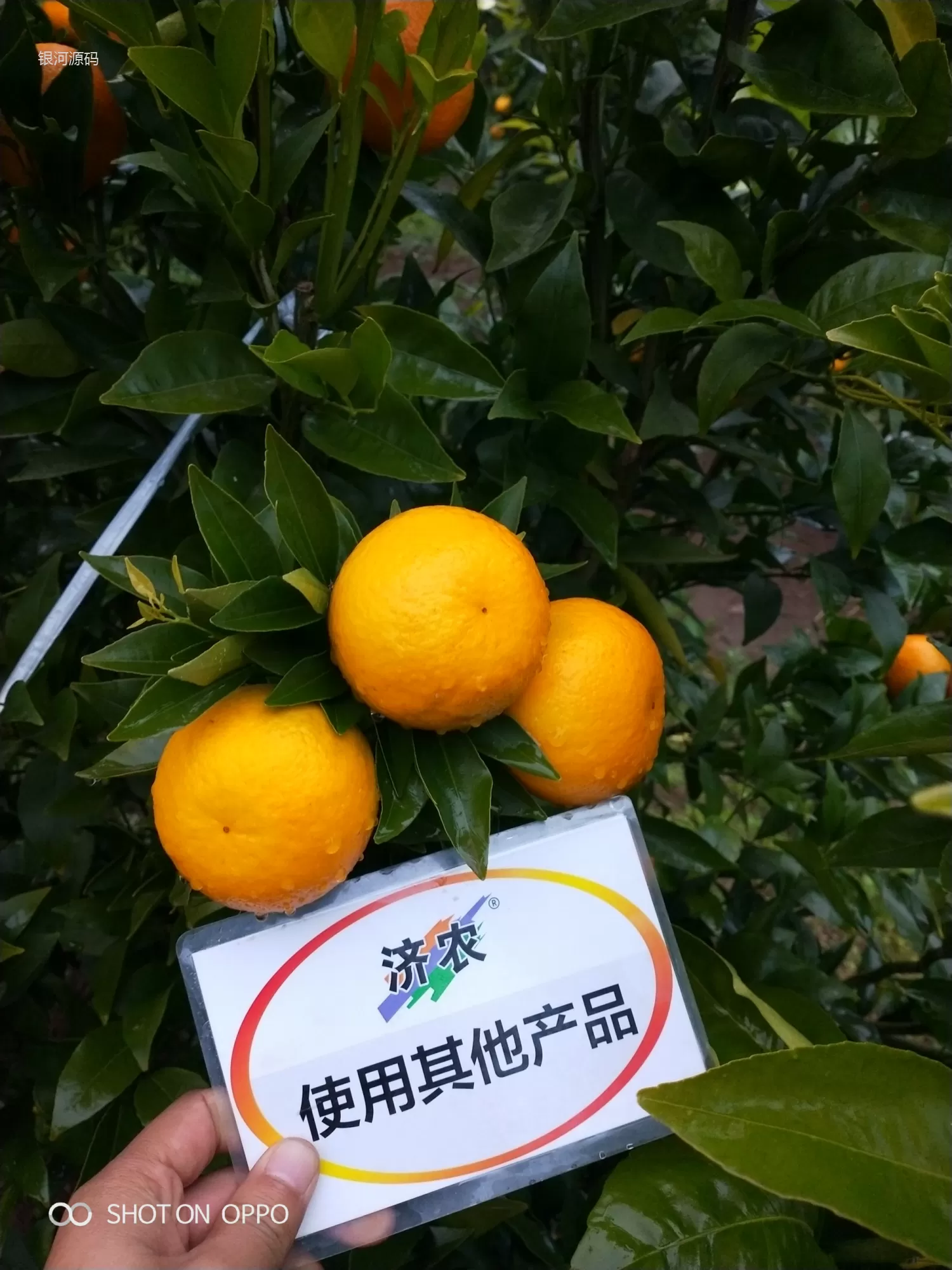 云南柑橘使用济农产品的效果(图6)