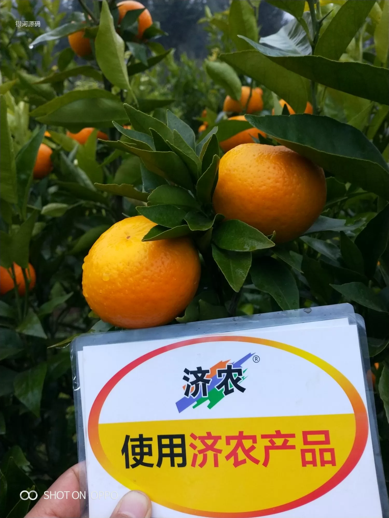 云南柑橘使用济农产品的效果(图7)