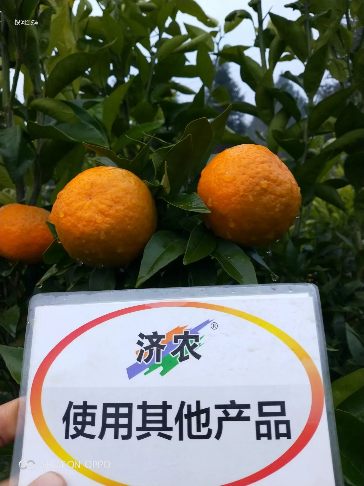 云南柑橘使用济农产品的效果(图8)