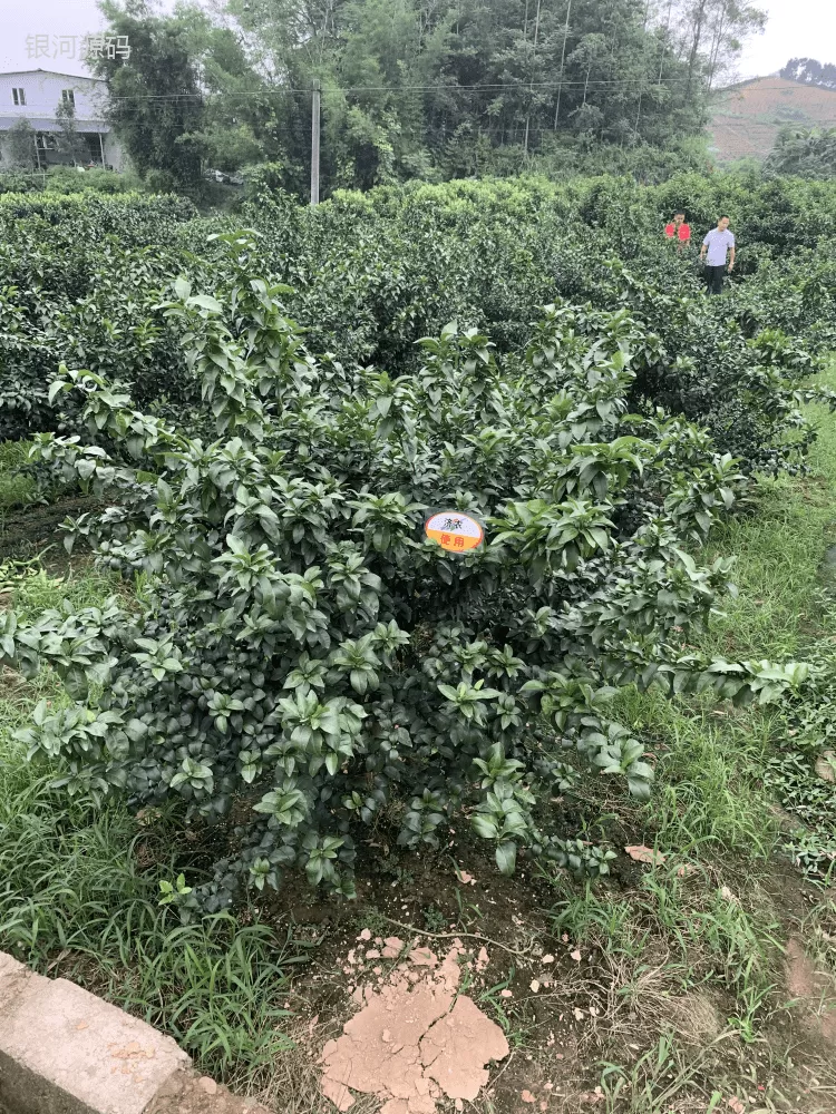 广西柑橘使用济农乐土改善黄化的效果(图2)