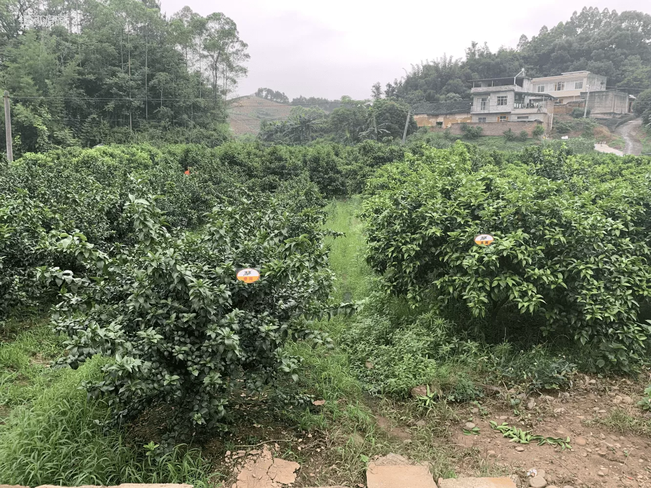广西柑橘使用济农乐土改善黄化的效果(图1)