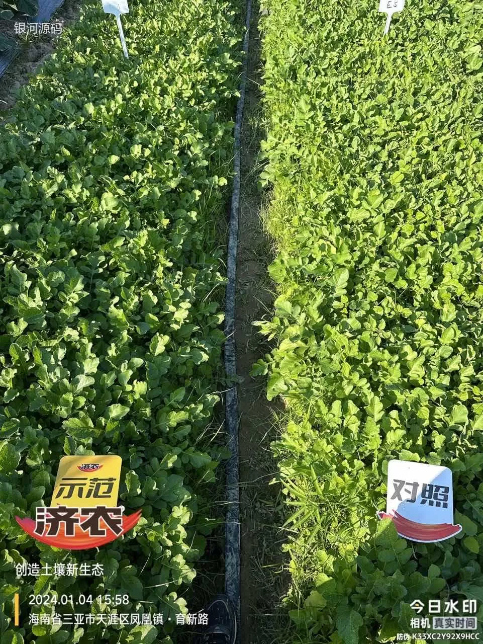 The effect of Jinong Letu on Hainan radish(图1)