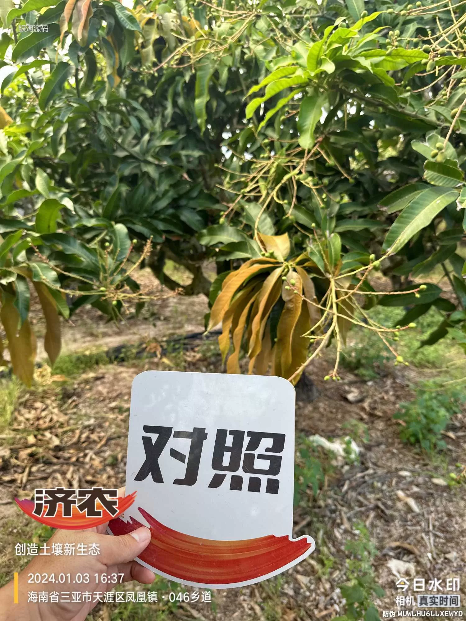 海南芒果使用济农产品的效果(图2)