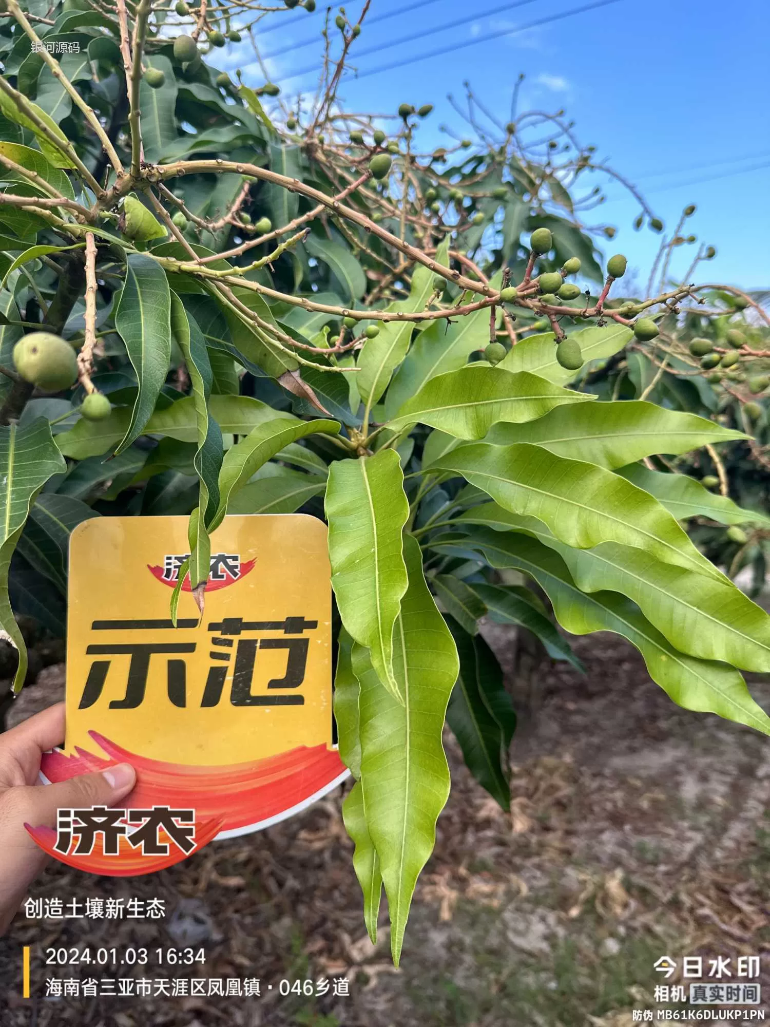 海南芒果使用济农产品的效果(图3)