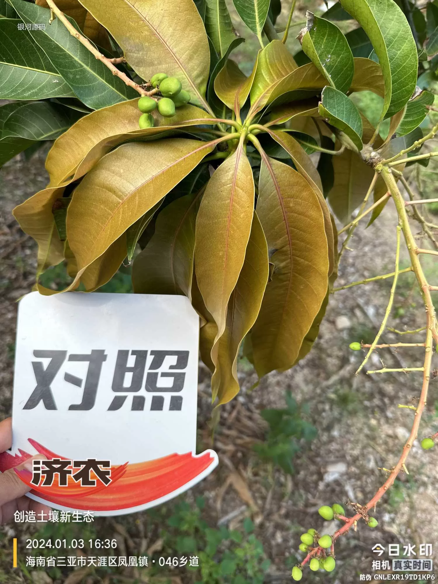 海南芒果使用济农产品的效果(图4)
