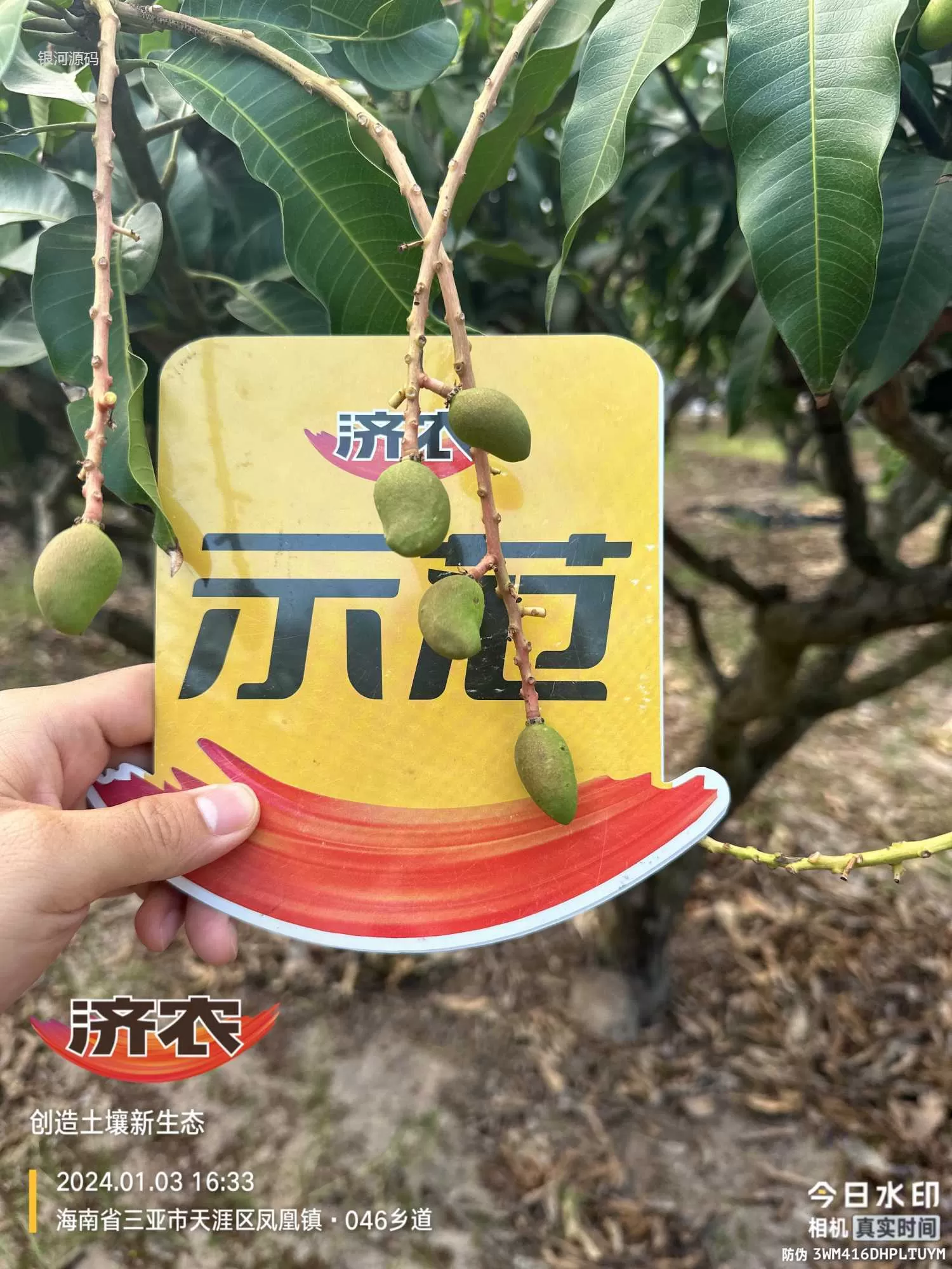 海南芒果使用济农产品的效果(图5)