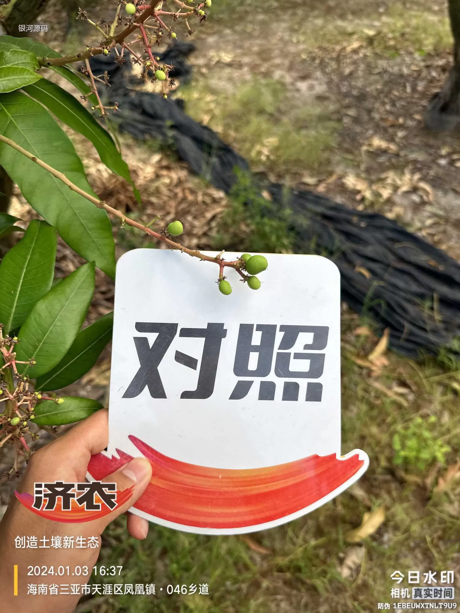 海南芒果使用济农产品的效果(图6)
