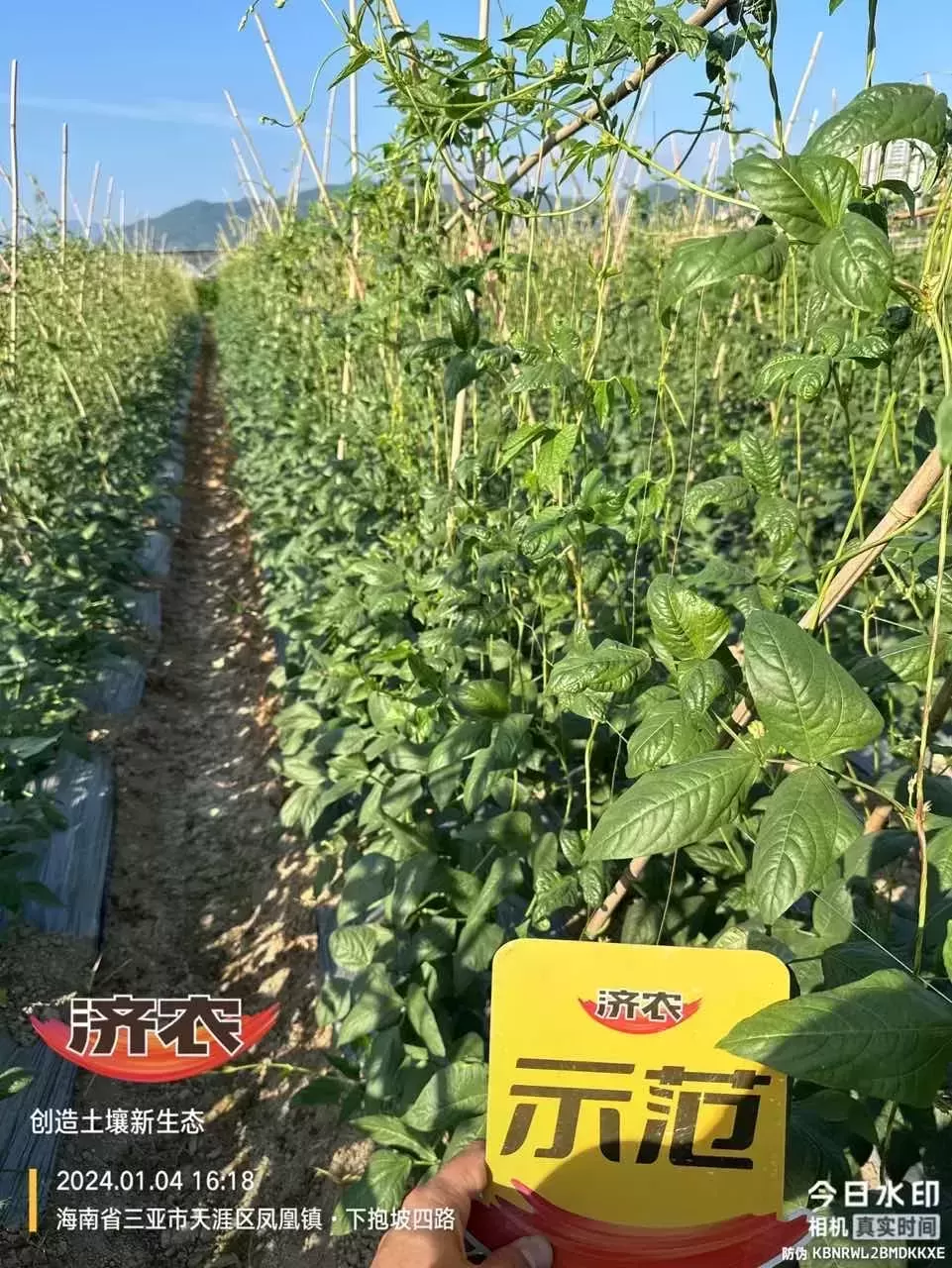 The Effect of Hainan Cowpeas Using Agricultural Products(图1)