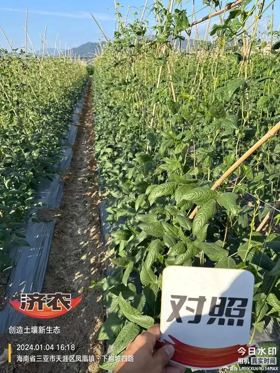 The Effect of Hainan Cowpeas Using Agricultural Products(图2)