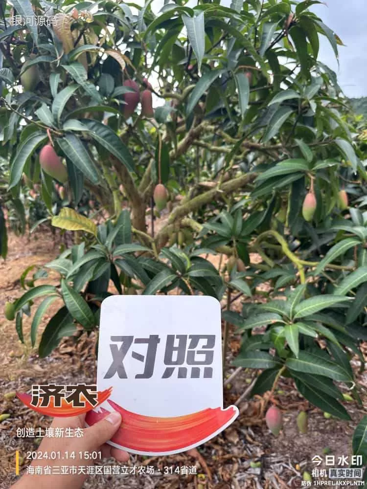 The effect of using Jinong Red Potassium to rejuvenate Hainan Mango(图2)