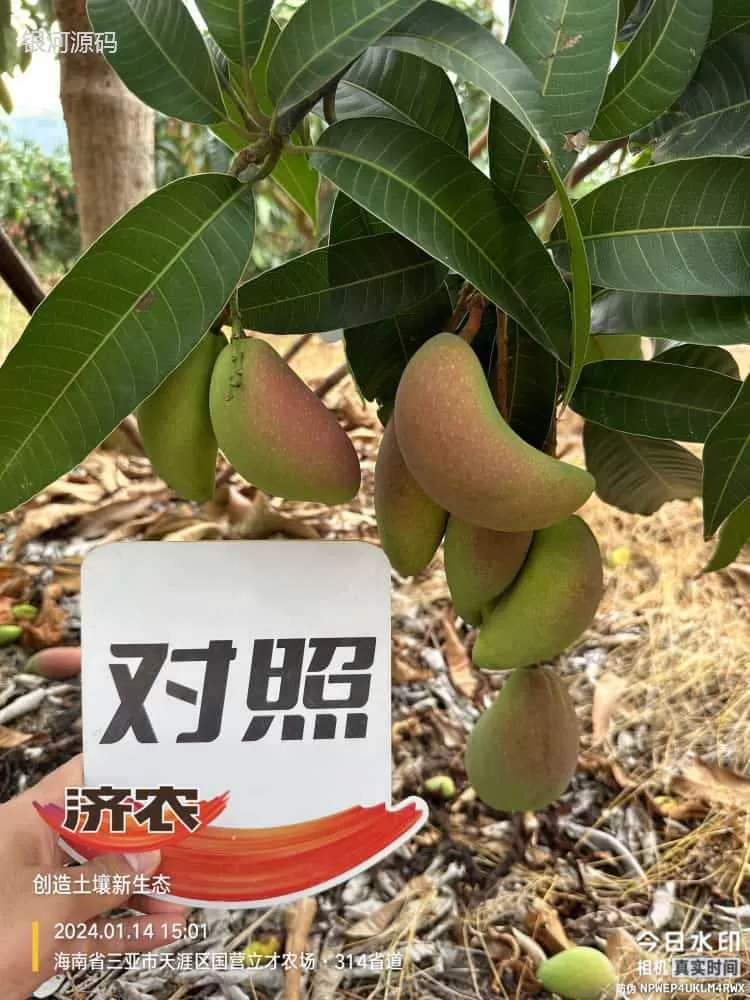 The effect of using Jinong Red Potassium to rejuvenate Hainan Mango(图4)