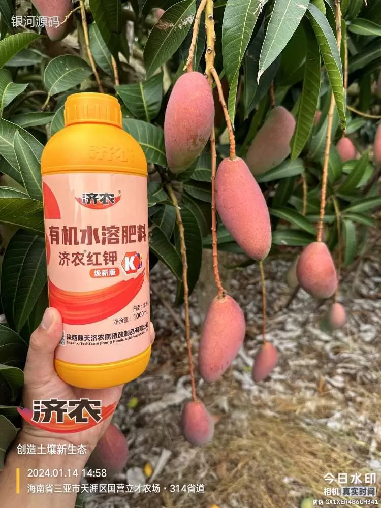 The effect of using Jinong Red Potassium to rejuvenate Hainan Mango(图3)