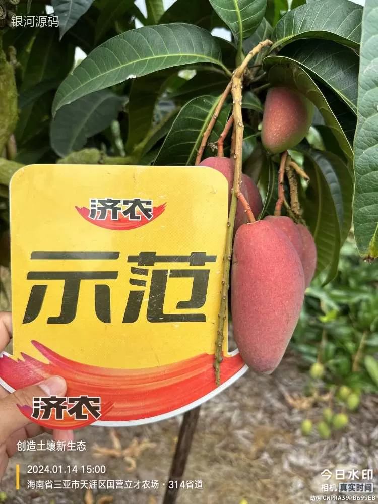 The effect of using Jinong Red Potassium to rejuvenate Hainan Mango(图5)