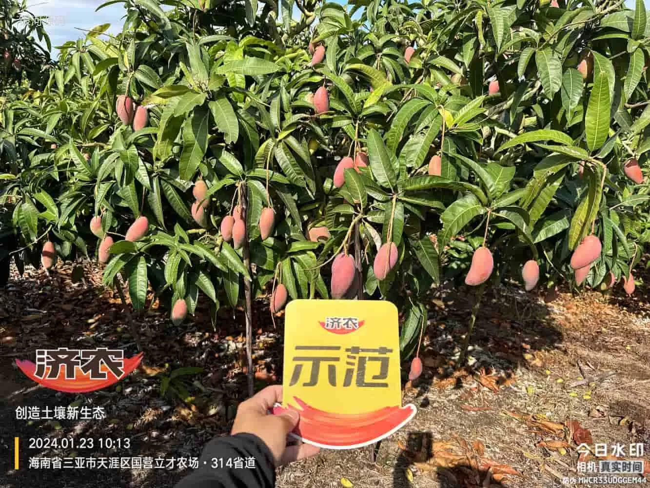 The Effect of Hainan Mango Using Agricultural Products(图1)