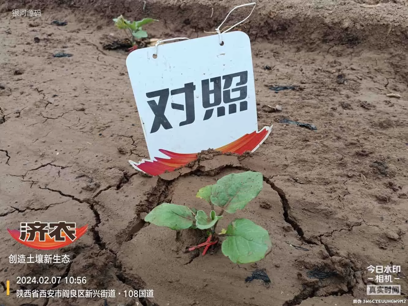 陕西茄子使用济农大嘴根的效果(图3)