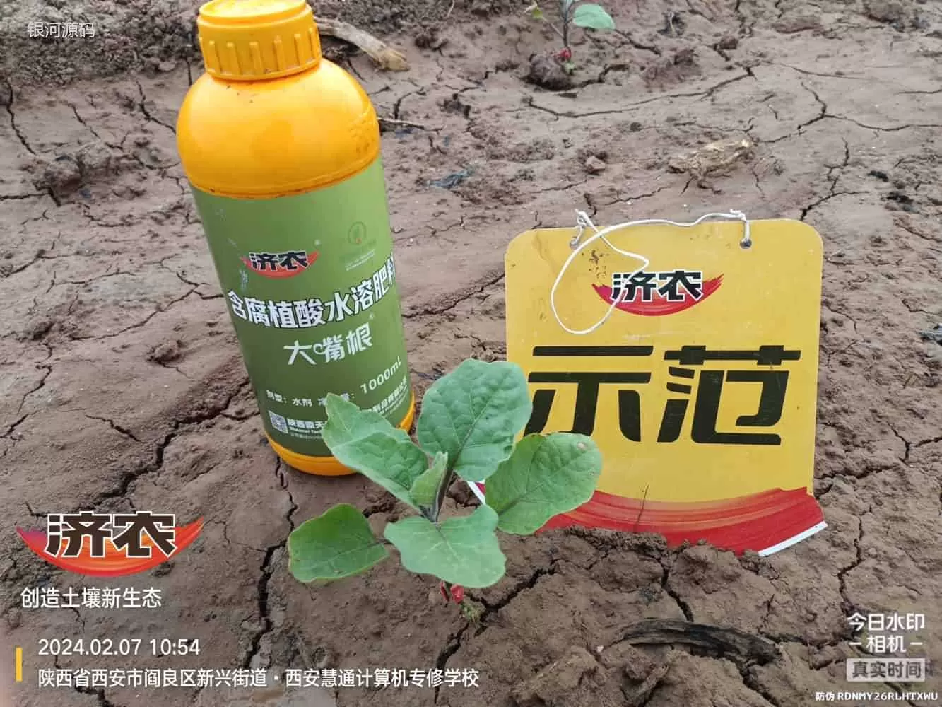 陕西茄子使用济农大嘴根的效果(图2)