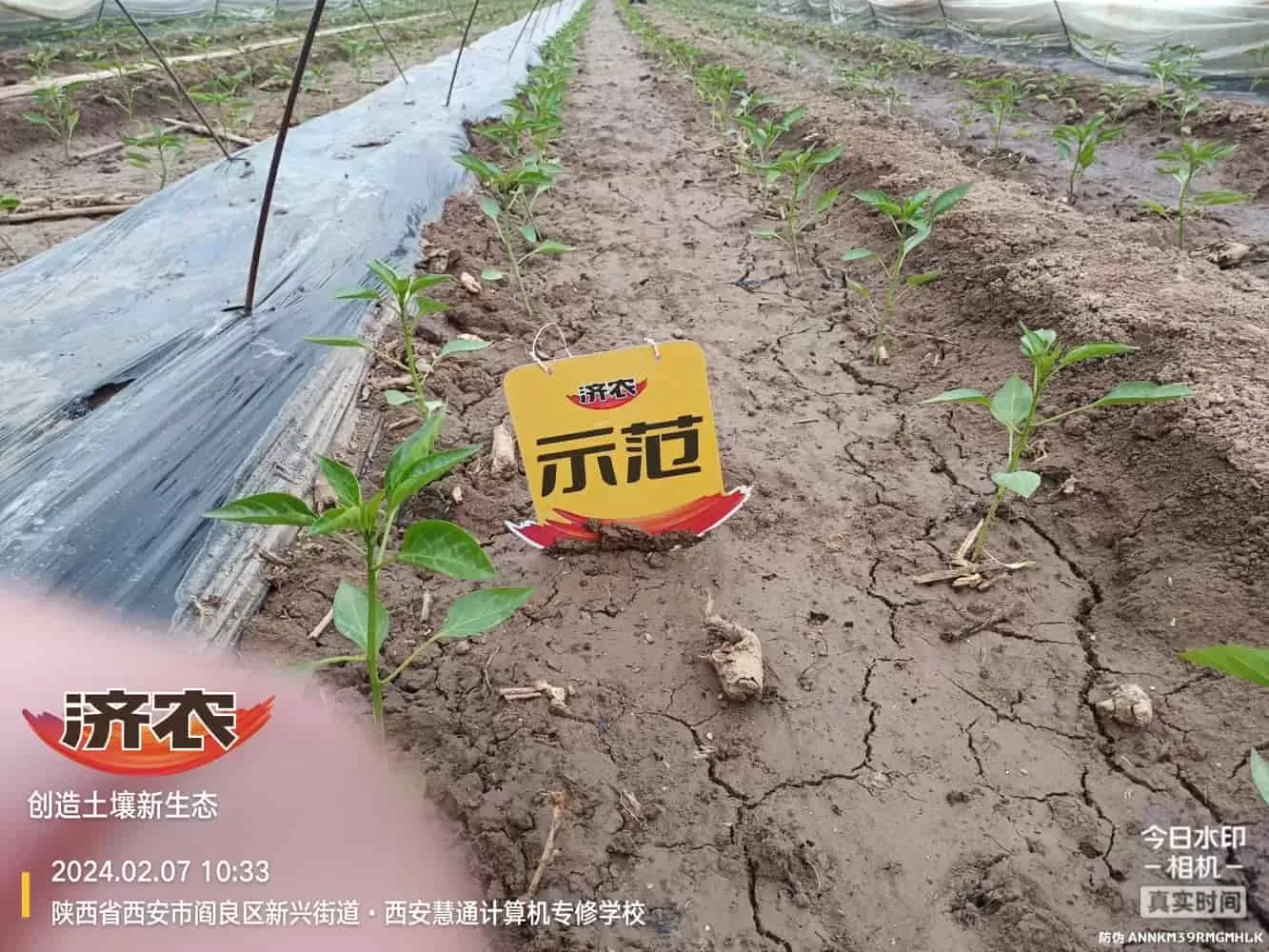 陕西辣椒使用济农乐土的效果(图2)