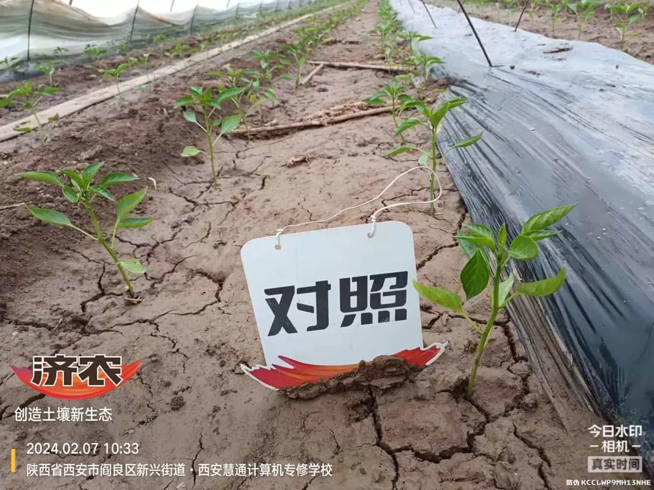 陕西辣椒使用济农乐土的效果(图3)