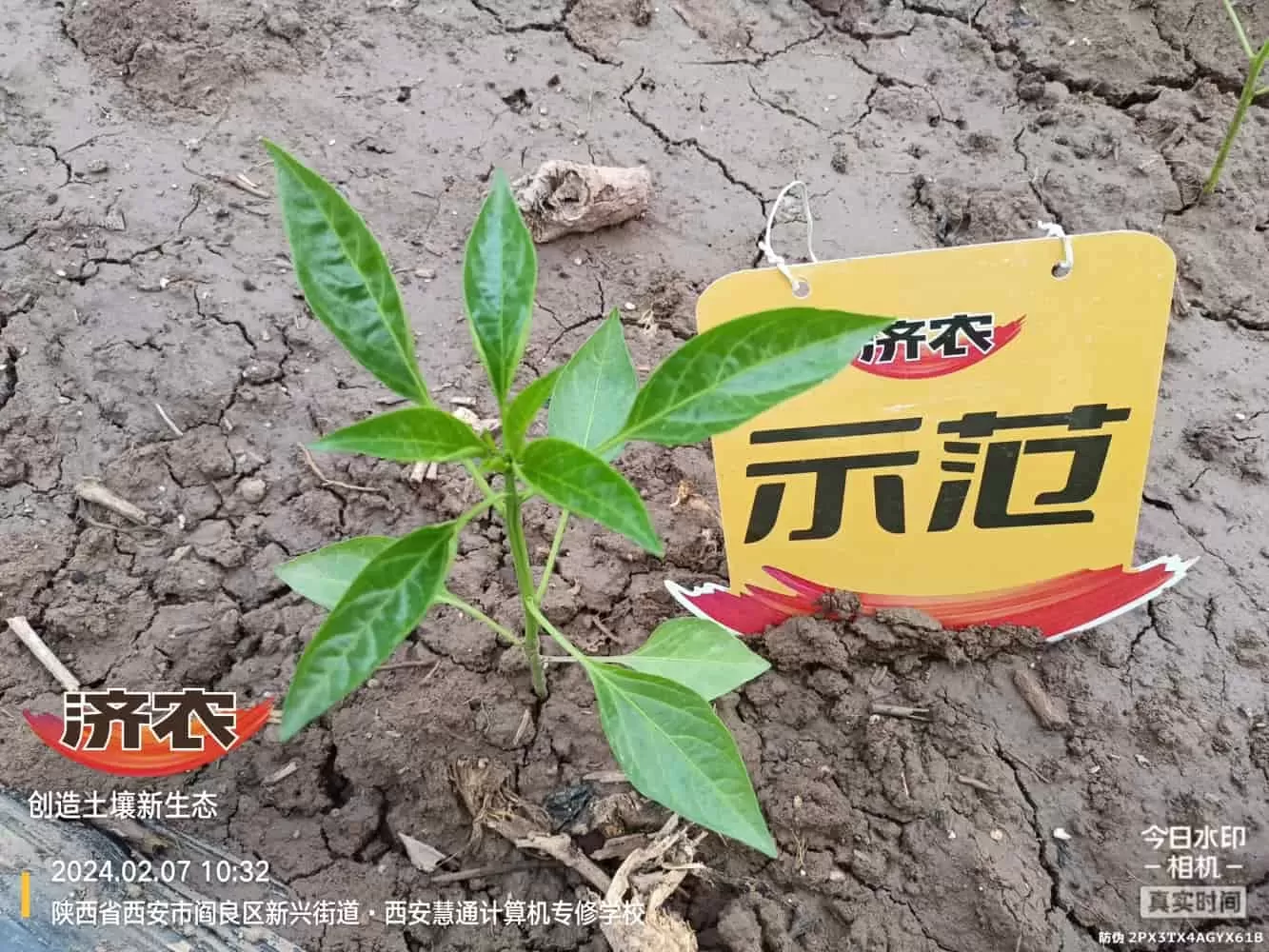 陕西辣椒使用济农乐土的效果(图4)