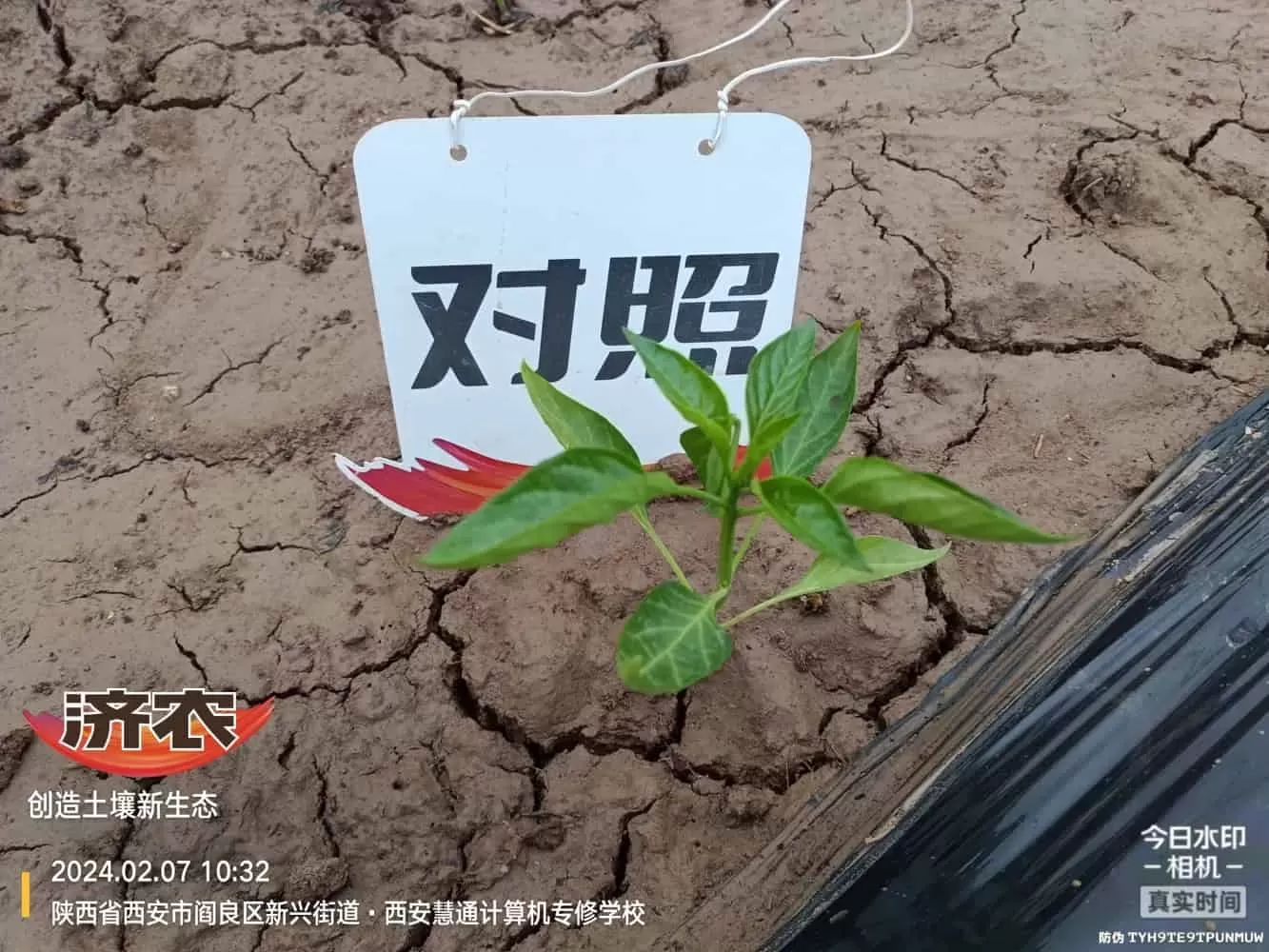 陕西辣椒使用济农乐土的效果(图5)