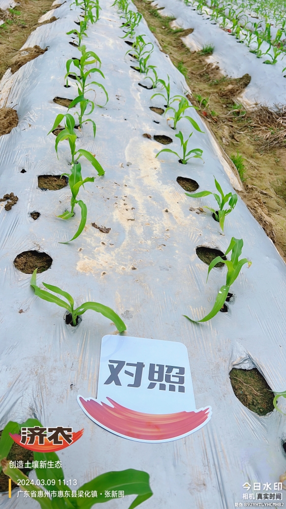 广东玉米使用济农产品的效果(图2)