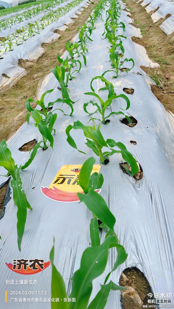 广东玉米使用济农产品的效果(图1)