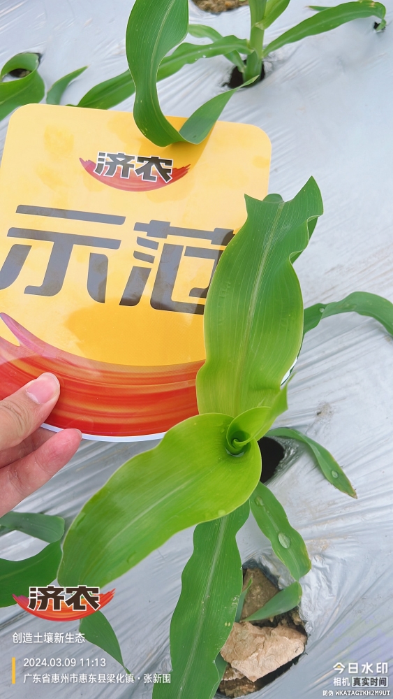 广东玉米使用济农产品的效果(图5)